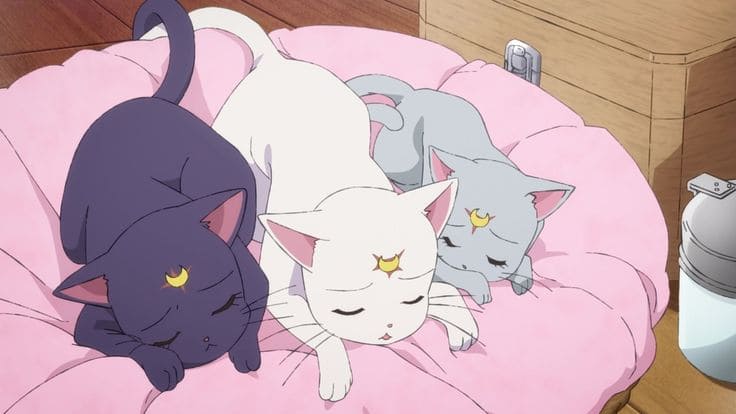 Rekomendasi Anime tentang Kucing